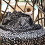 Elephant Print Towel | La Sneakerie